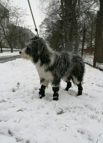 Suņu zābaciņi (iepakojumā 4 gabali)